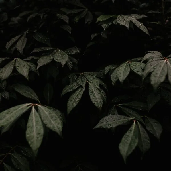 Dark green leaves covered with water droplets