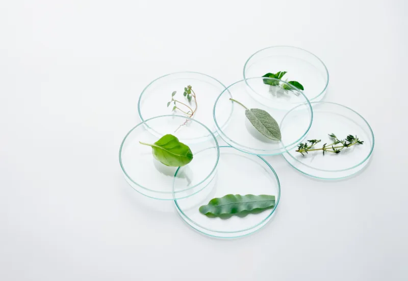 Leaves in laboratory dishes representing sustainability research